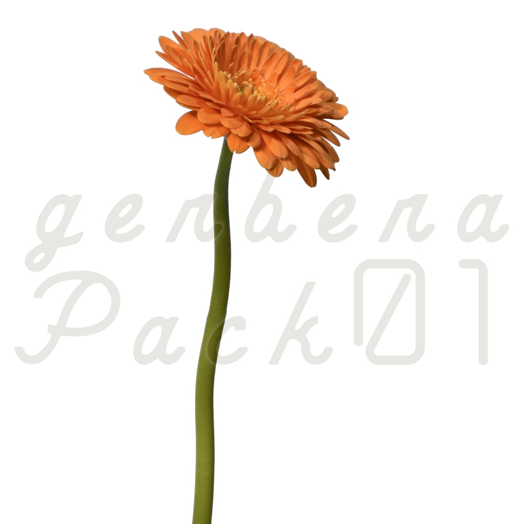 Gerbera Pack 01【オレンジ色のガーベラ】
