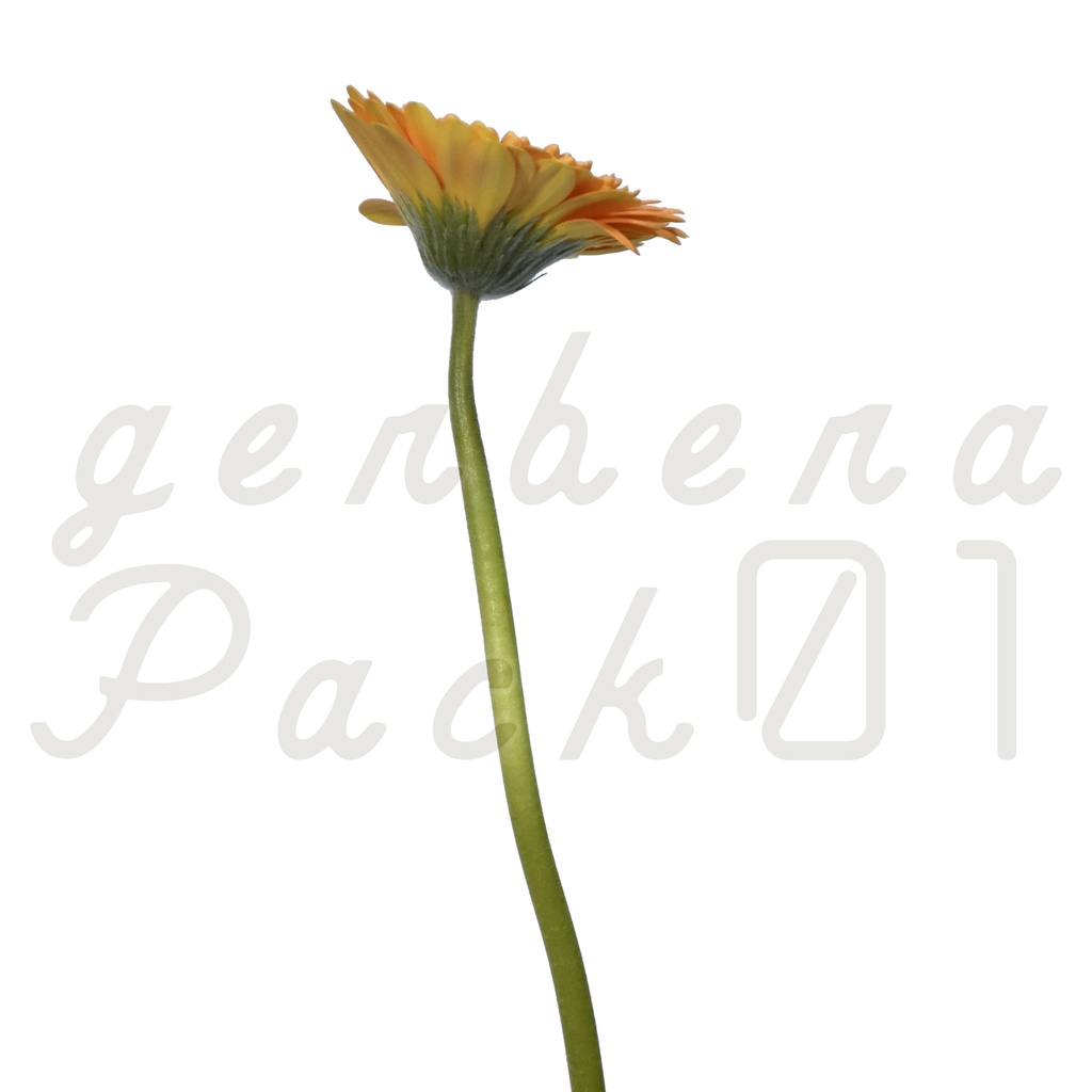 Gerbera Pack 01【オレンジ色のガーベラ】