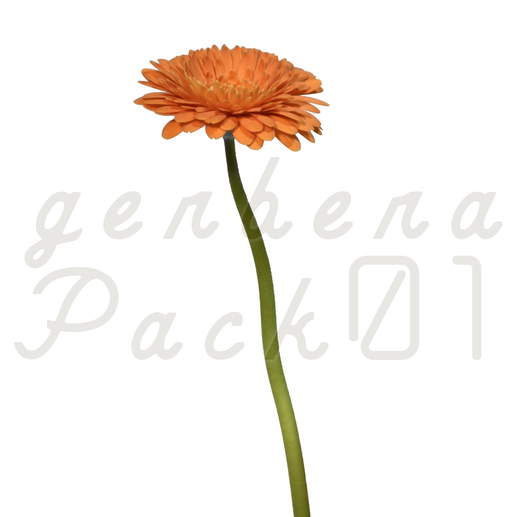 Gerbera Pack 01【オレンジ色のガーベラ】