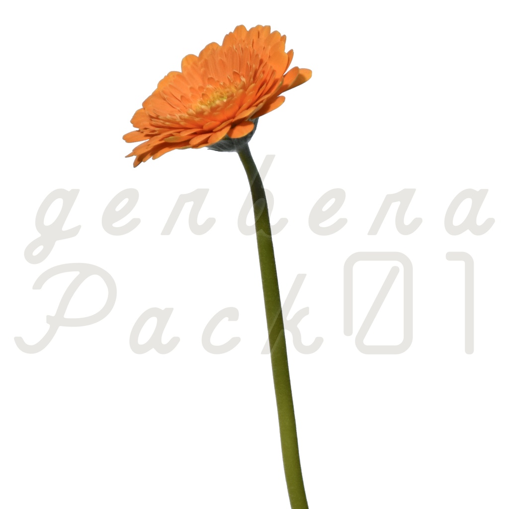 Gerbera Pack 01【オレンジ色のガーベラ】