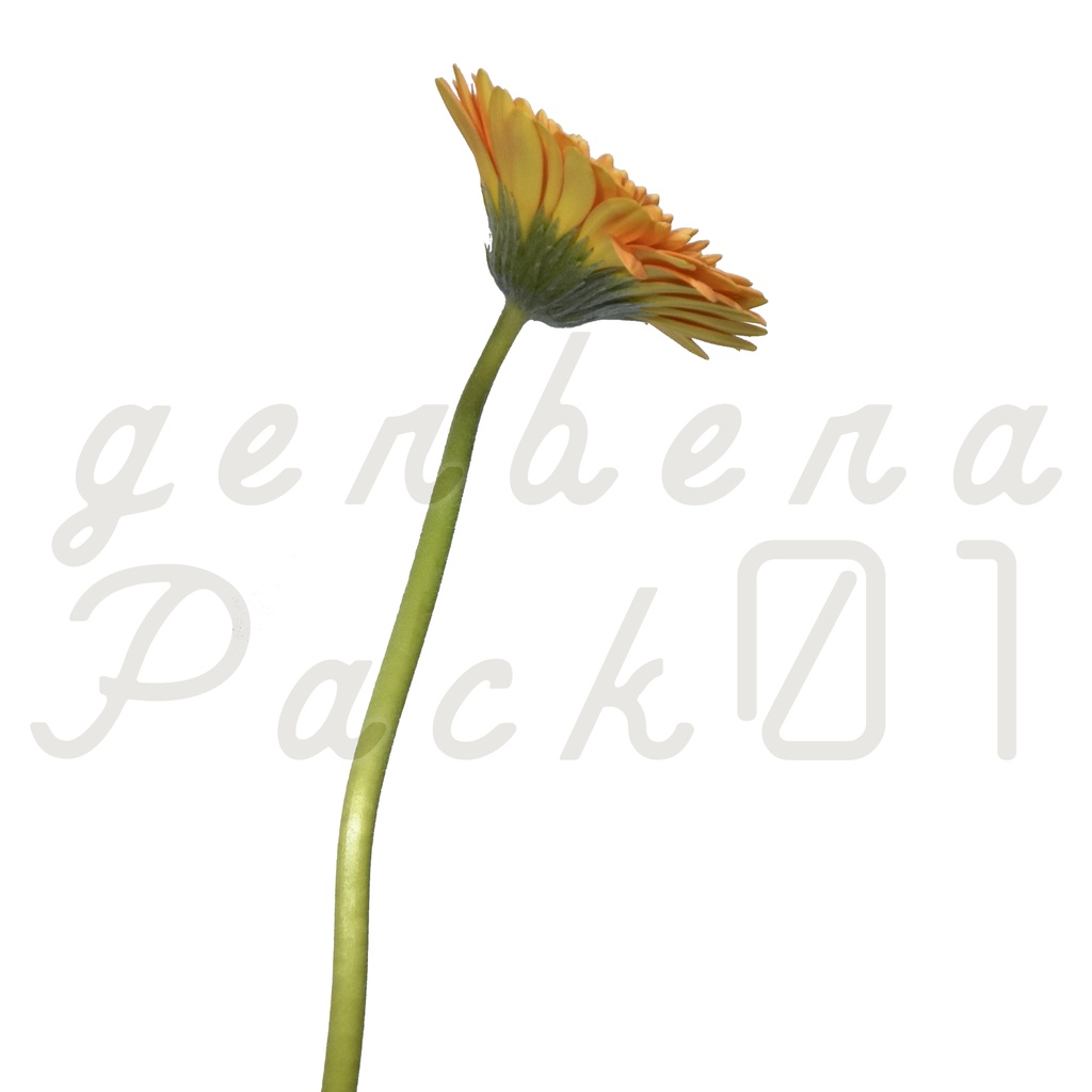 Gerbera Pack 01【オレンジ色のガーベラ】