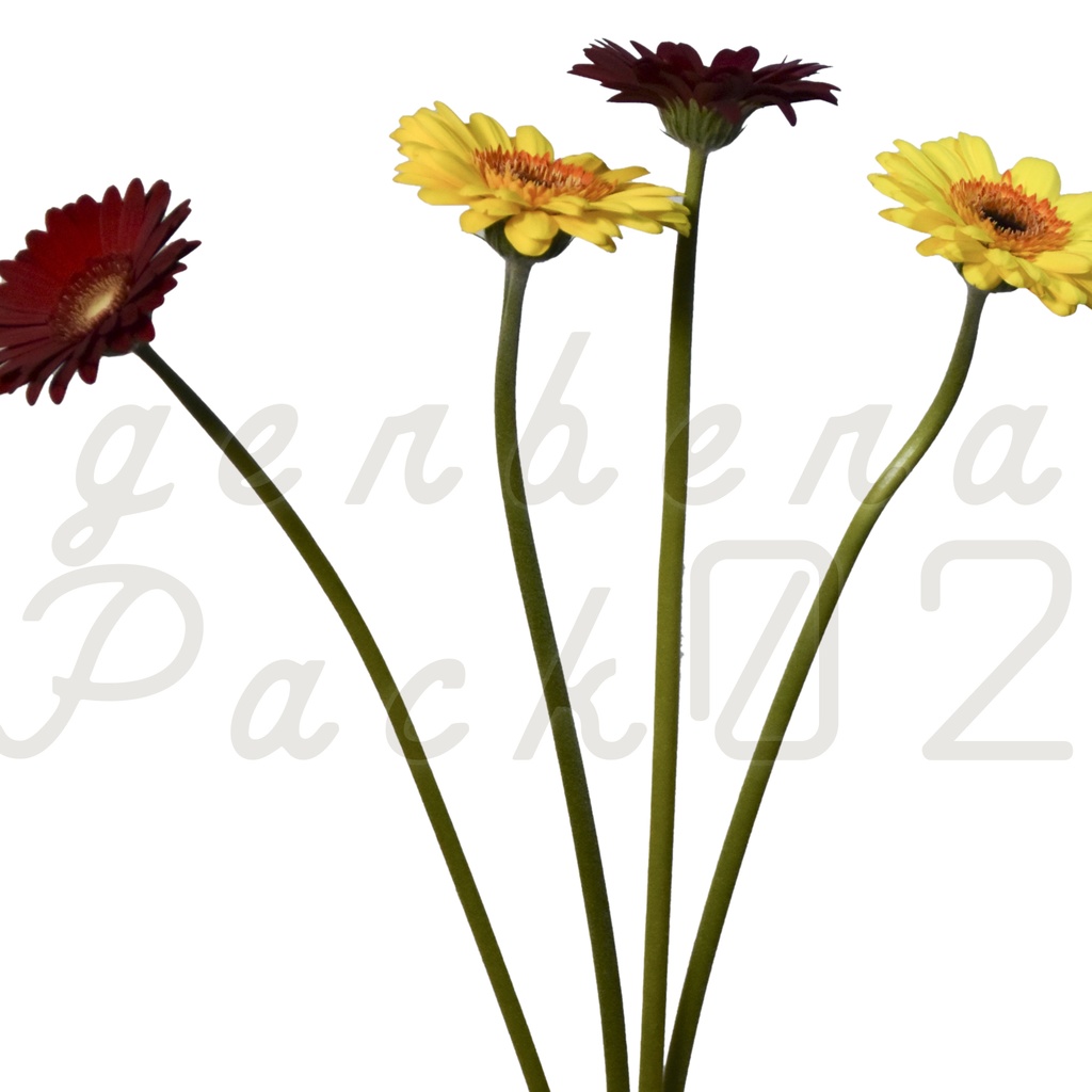 Gerbera Pack 02【2色のガーベラ】【フリー】