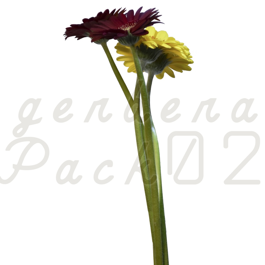 Gerbera Pack 02【2色のガーベラ】【フリー】
