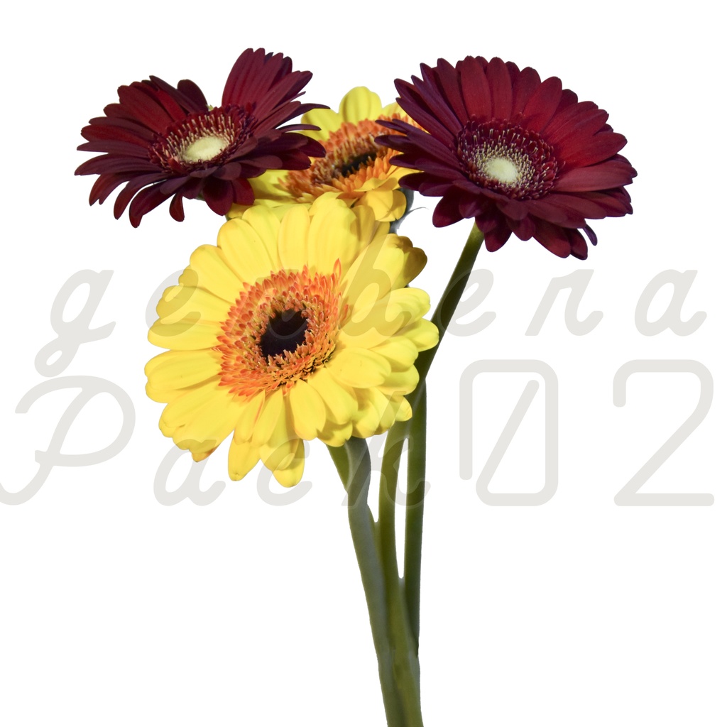 Gerbera Pack 02【2色のガーベラ】【フリー】