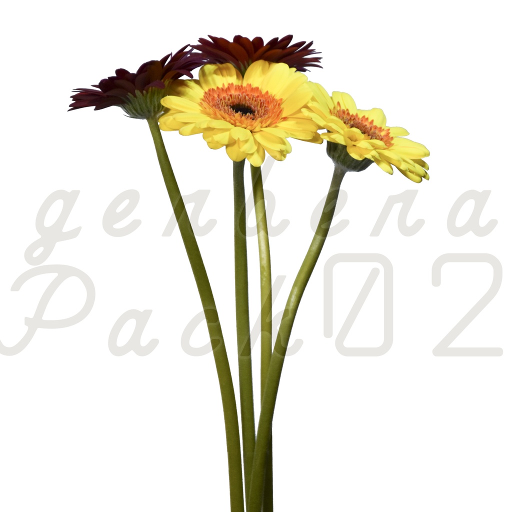 Gerbera Pack 02【2色のガーベラ】【フリー】