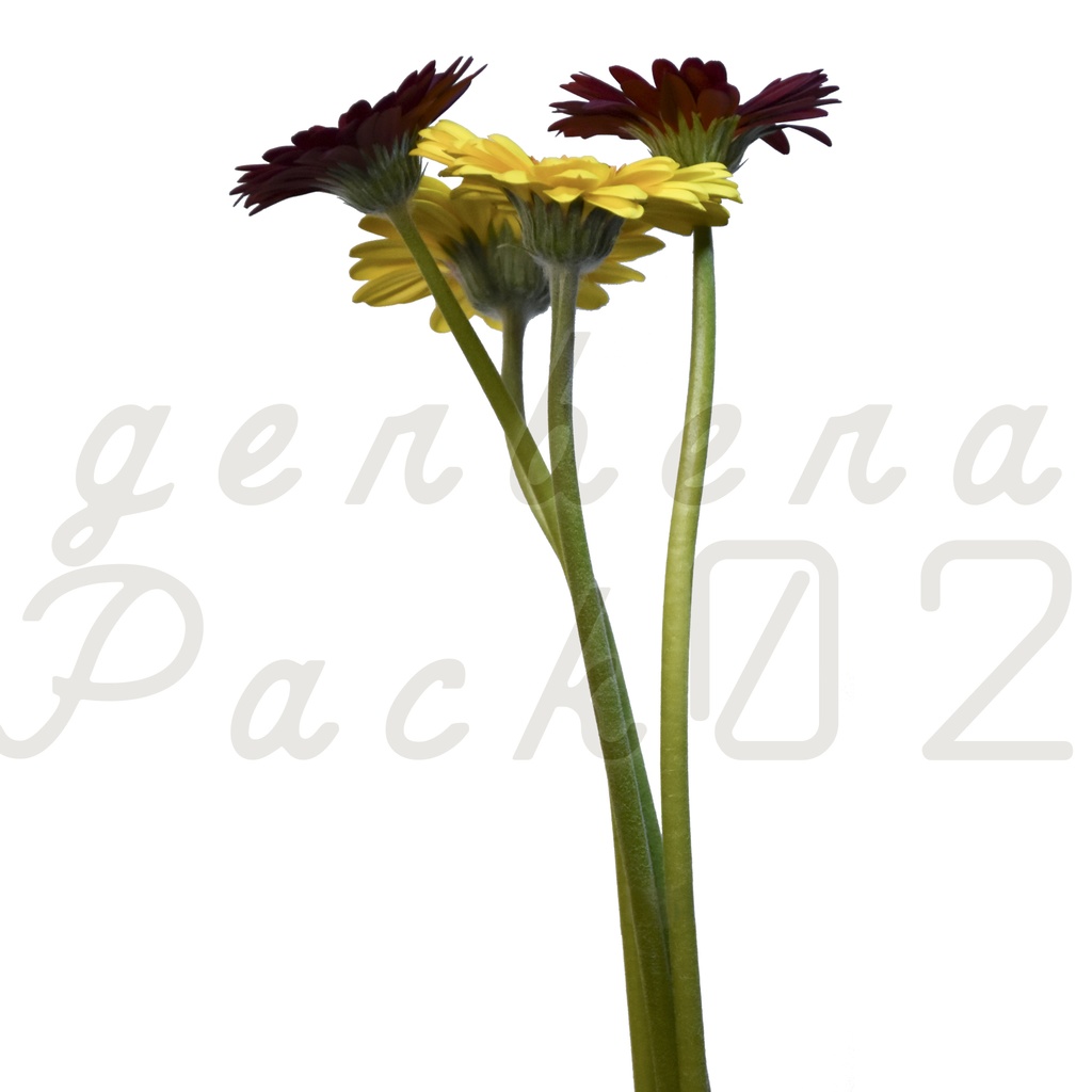Gerbera Pack 02【2色のガーベラ】【フリー】