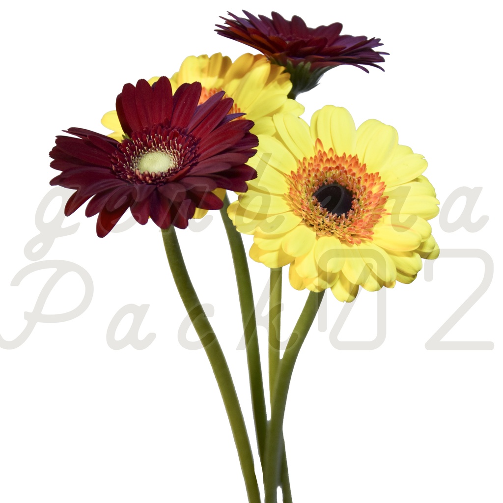 Gerbera Pack 02【2色のガーベラ】【フリー】