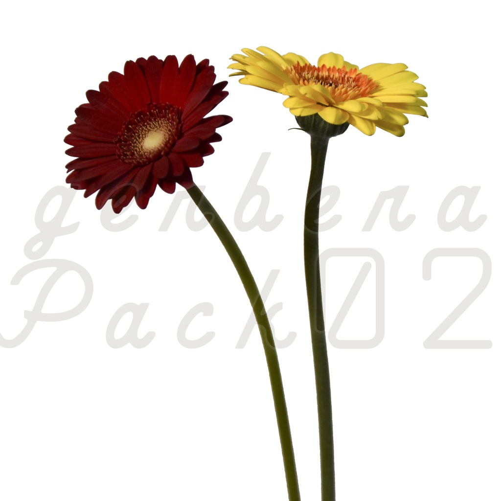 Gerbera Pack 02【2色のガーベラ】【フリー】