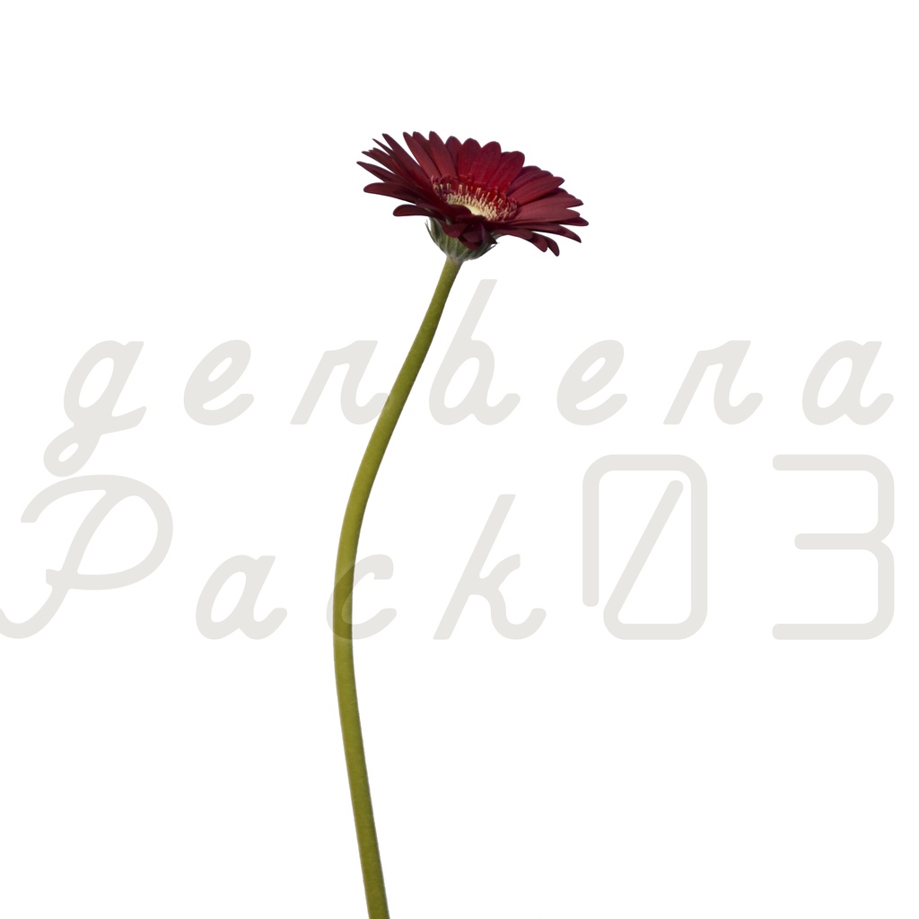 Gerbera Pack 03【赤色のガーベラ】