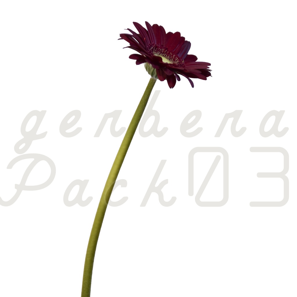 Gerbera Pack 03【赤色のガーベラ】