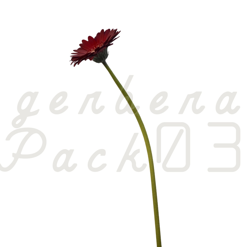 Gerbera Pack 03【赤色のガーベラ】