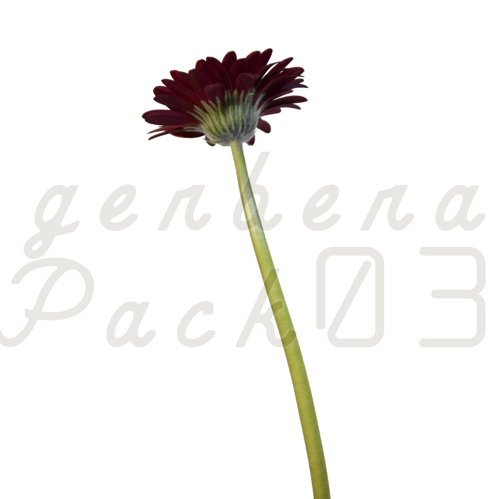 Gerbera Pack 03【赤色のガーベラ】