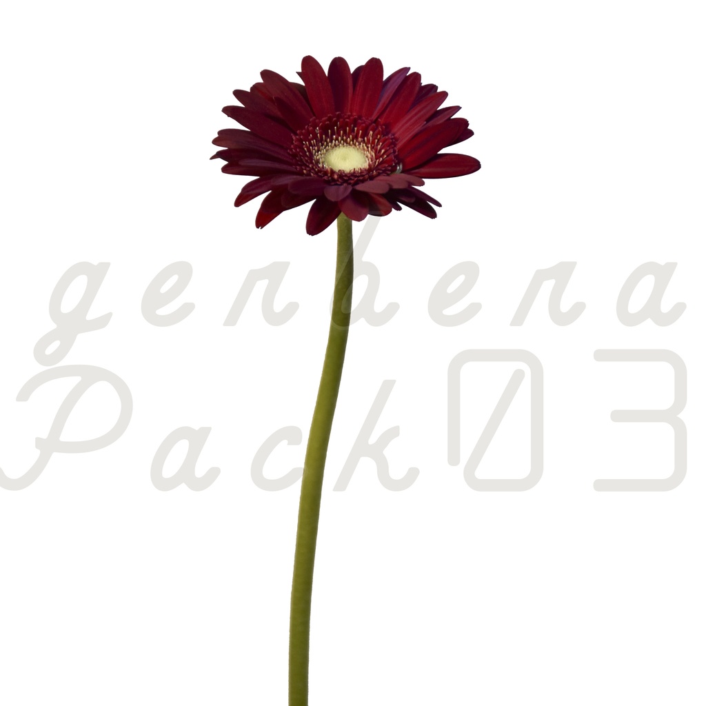 Gerbera Pack 03【赤色のガーベラ】