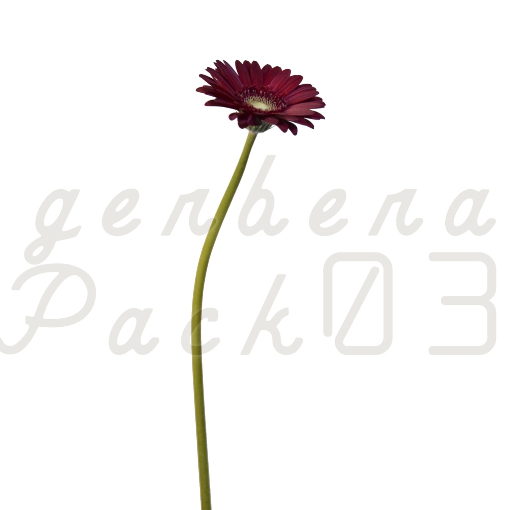 Gerbera Pack 03【赤色のガーベラ】