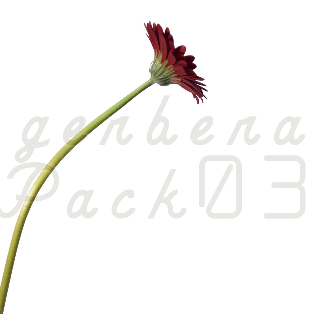 Gerbera Pack 03【赤色のガーベラ】