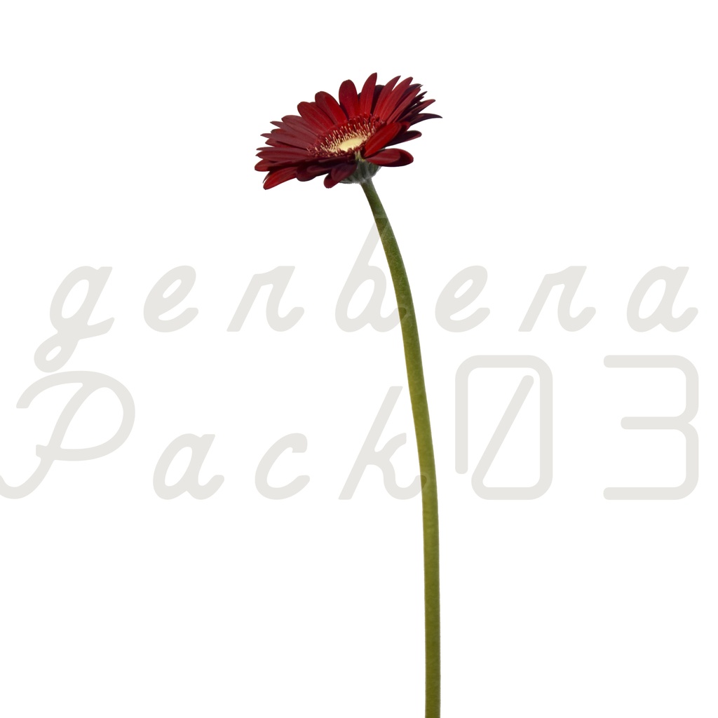 Gerbera Pack 03【赤色のガーベラ】