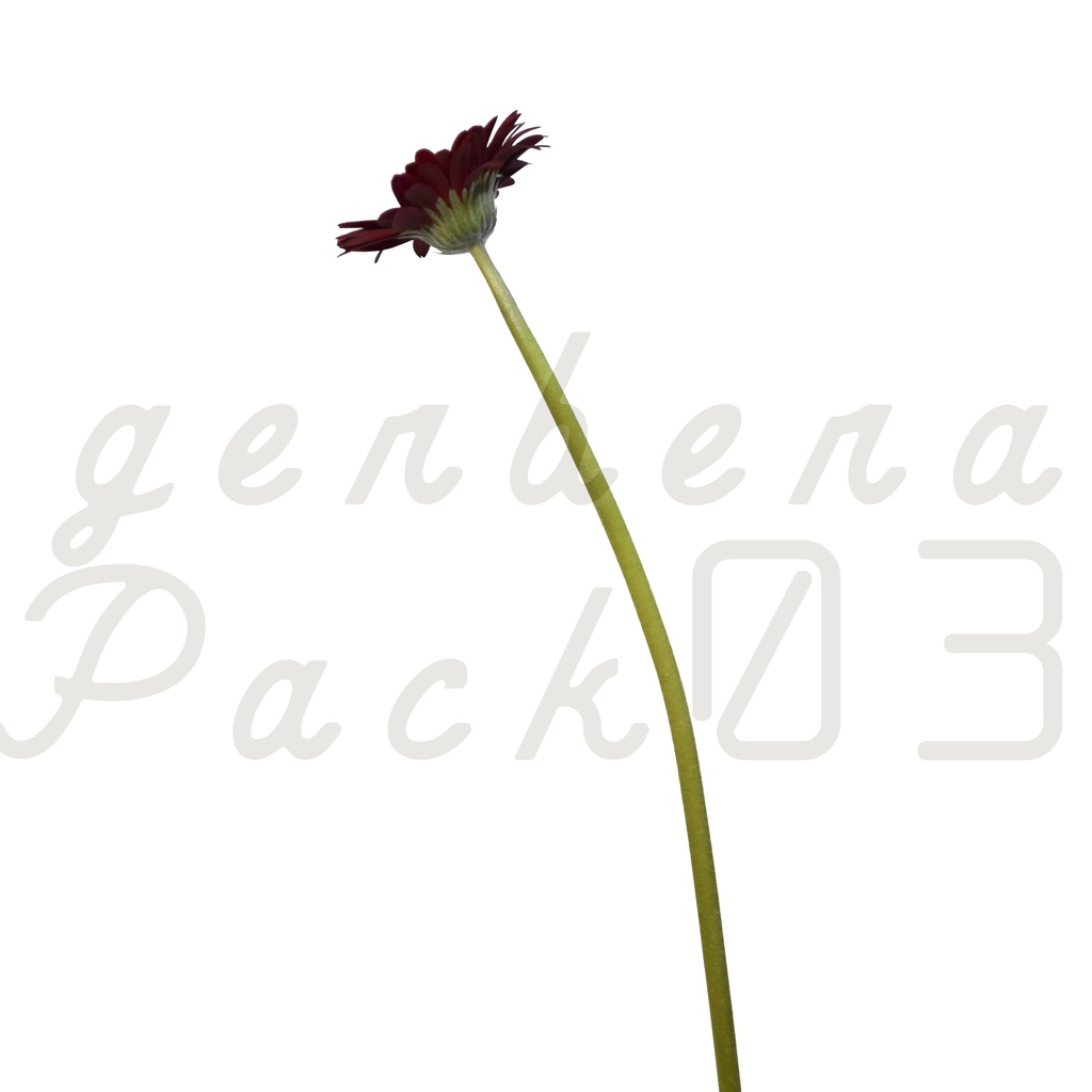 Gerbera Pack 03【赤色のガーベラ】