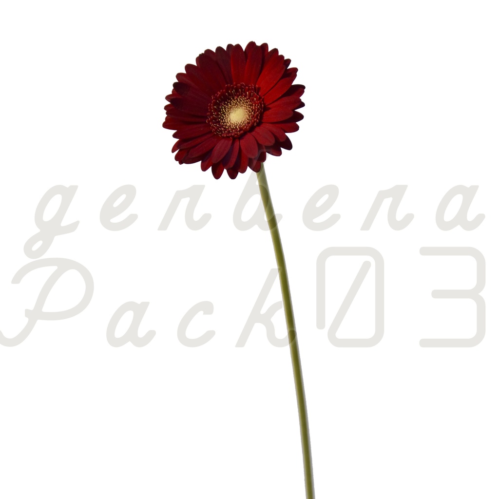 Gerbera Pack 03【赤色のガーベラ】
