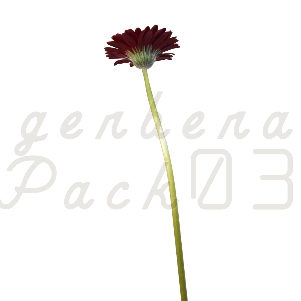 Gerbera Pack 03【赤色のガーベラ】