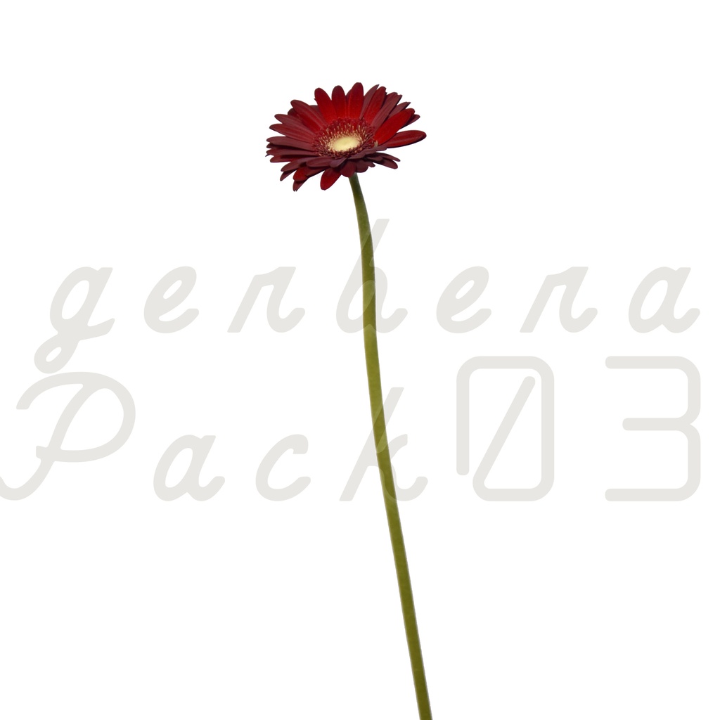 Gerbera Pack 03【赤色のガーベラ】
