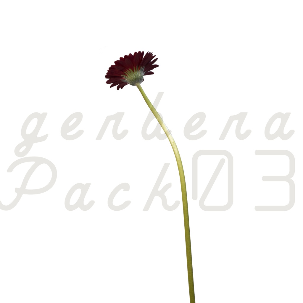 Gerbera Pack 03【赤色のガーベラ】