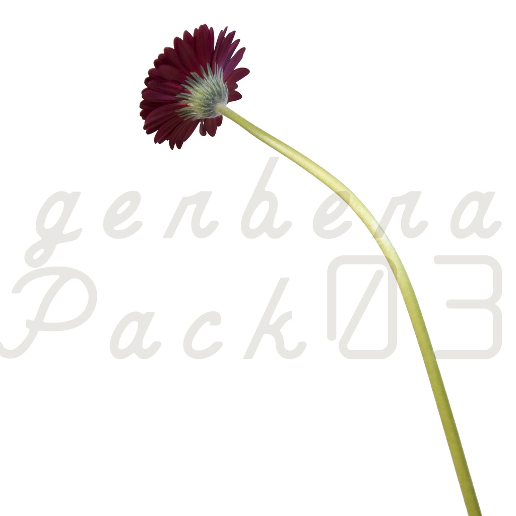 Gerbera Pack 03【赤色のガーベラ】