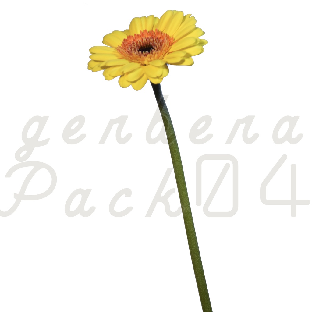 Gerbera Pack 04【黄色のガーベラ】