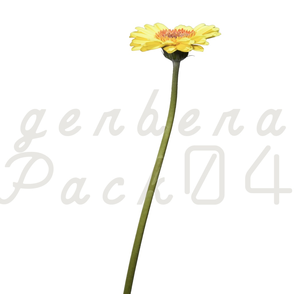 Gerbera Pack 04【黄色のガーベラ】