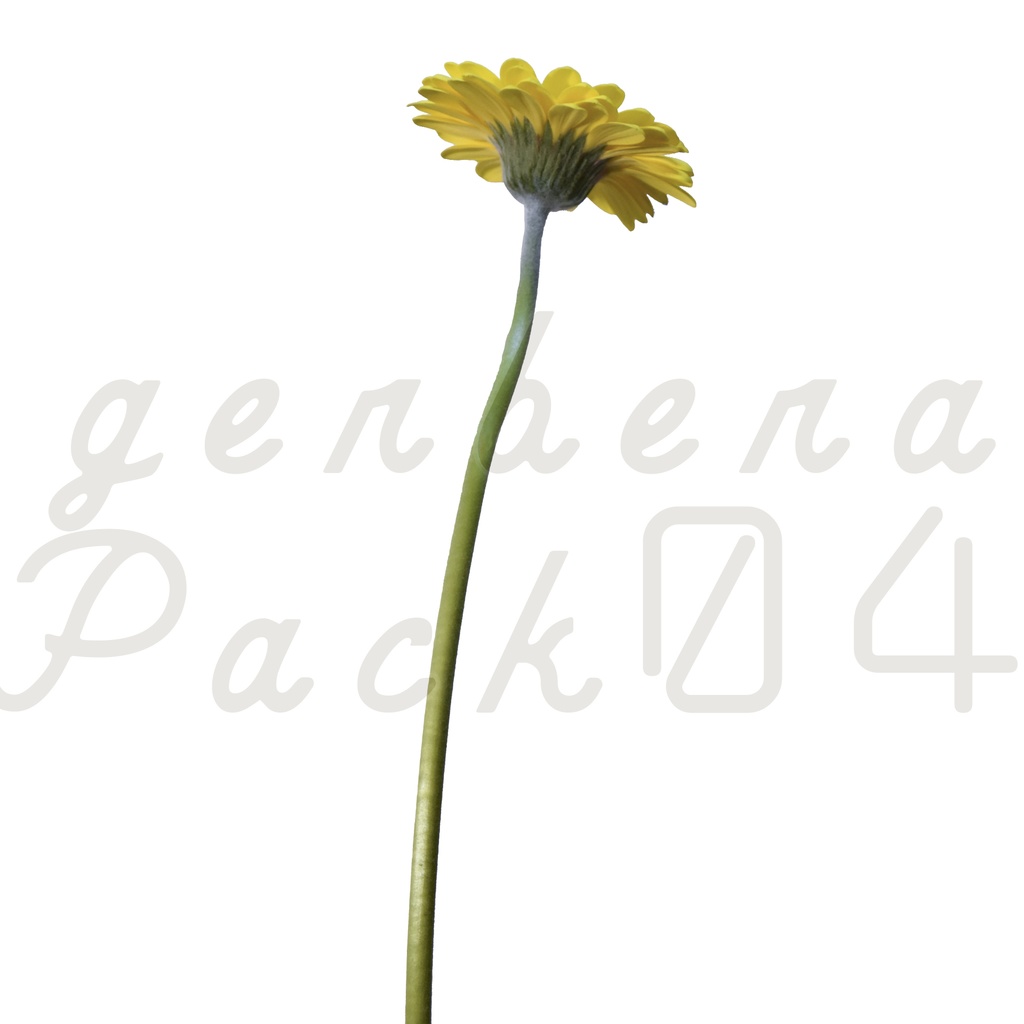 Gerbera Pack 04【黄色のガーベラ】