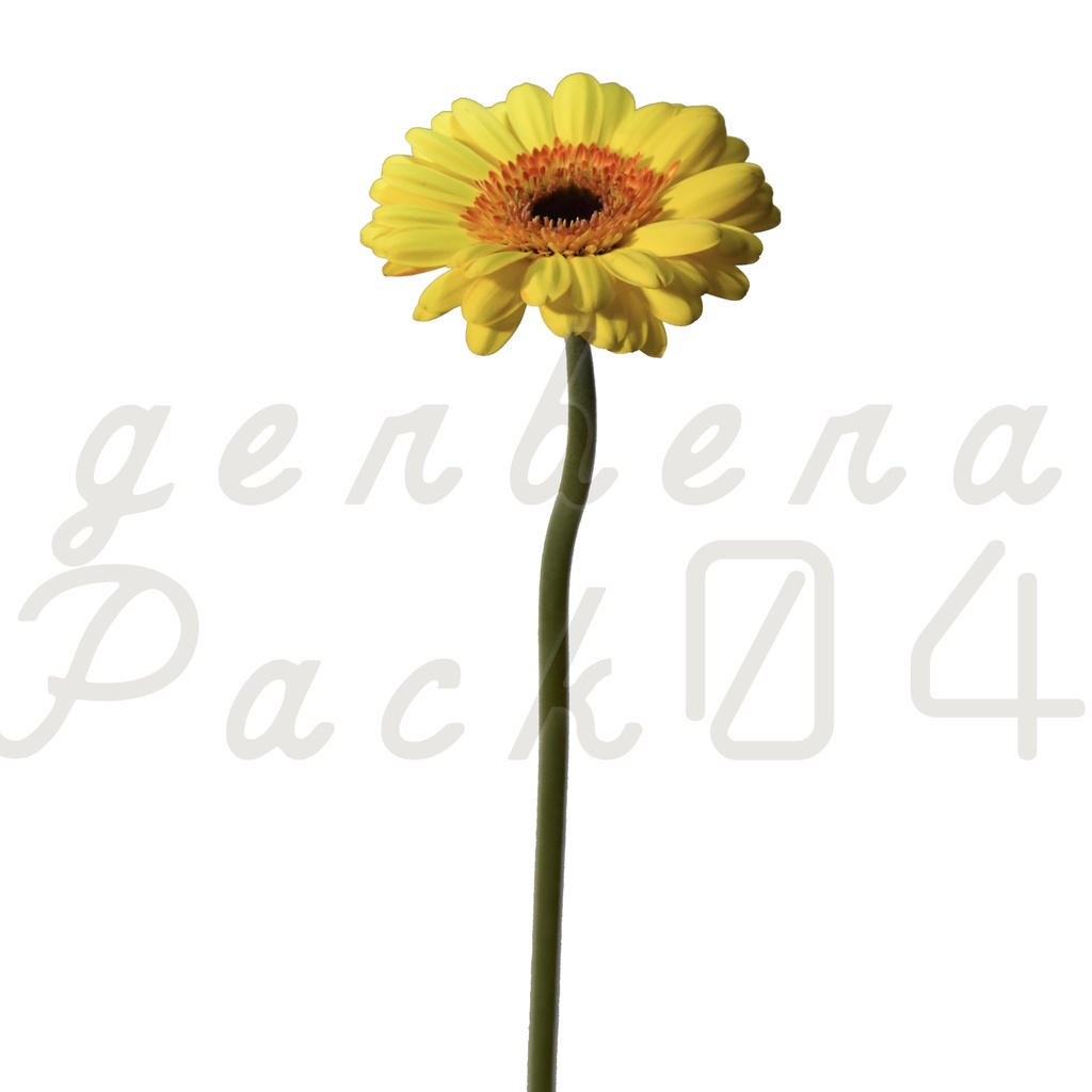 Gerbera Pack 04【黄色のガーベラ】