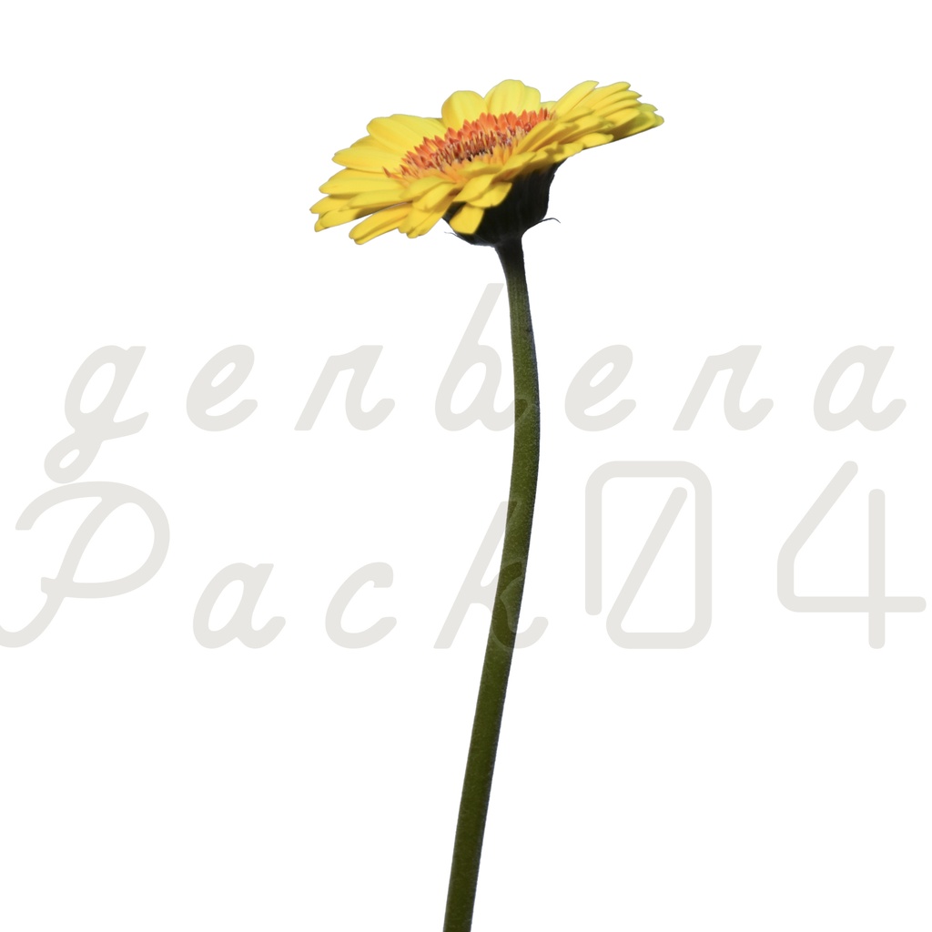 Gerbera Pack 04【黄色のガーベラ】