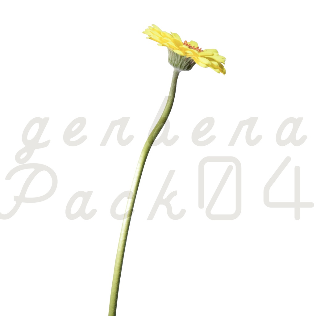 Gerbera Pack 04【黄色のガーベラ】