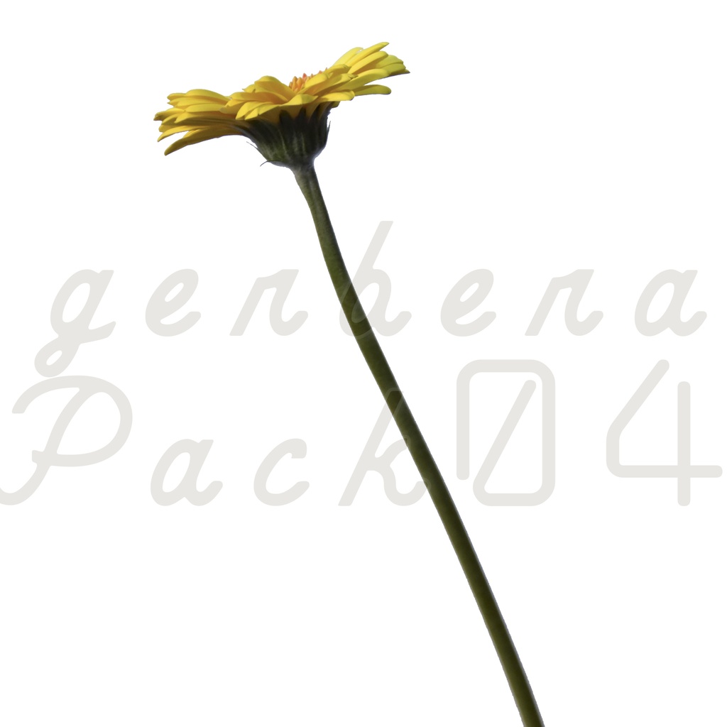 Gerbera Pack 04【黄色のガーベラ】