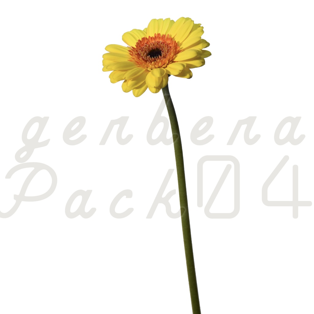 Gerbera Pack 04【黄色のガーベラ】