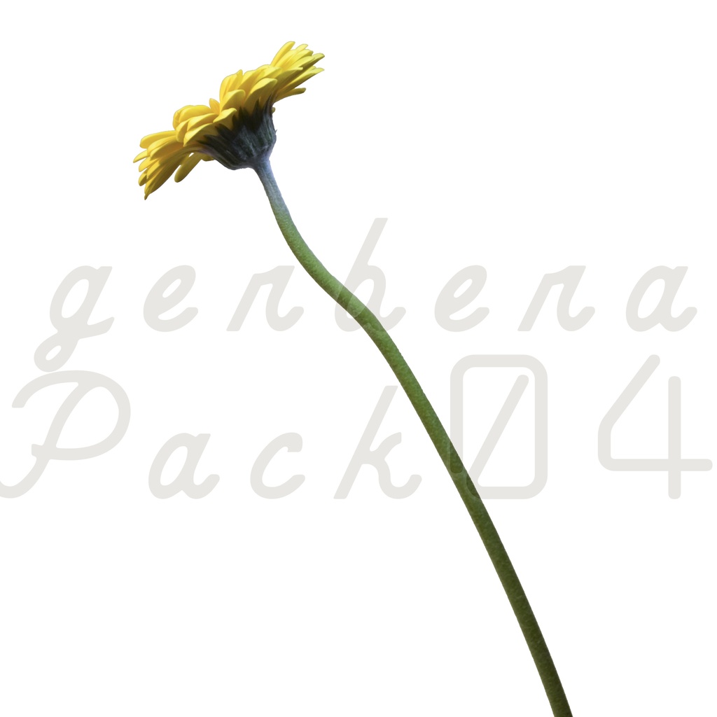 Gerbera Pack 04【黄色のガーベラ】