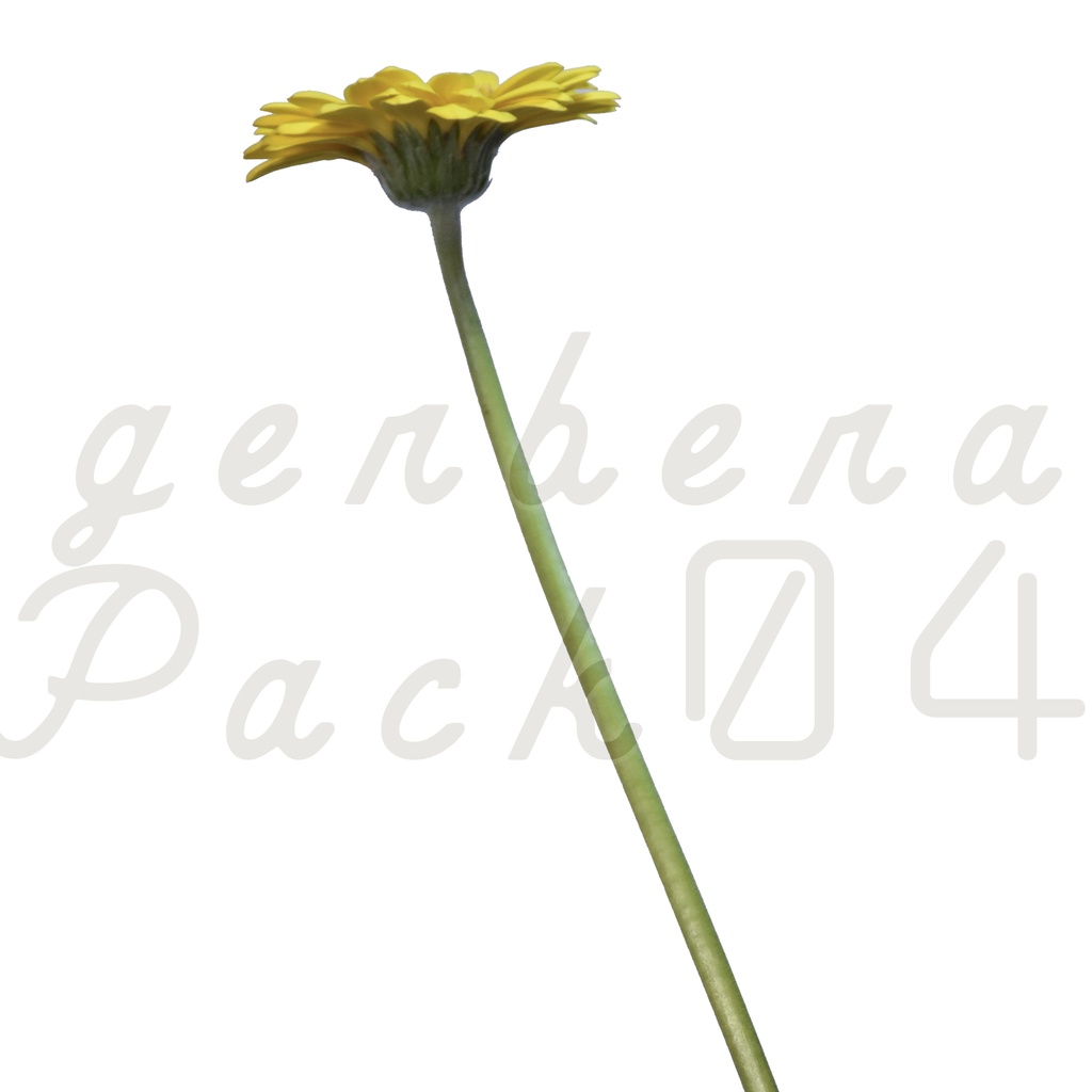 Gerbera Pack 04【黄色のガーベラ】