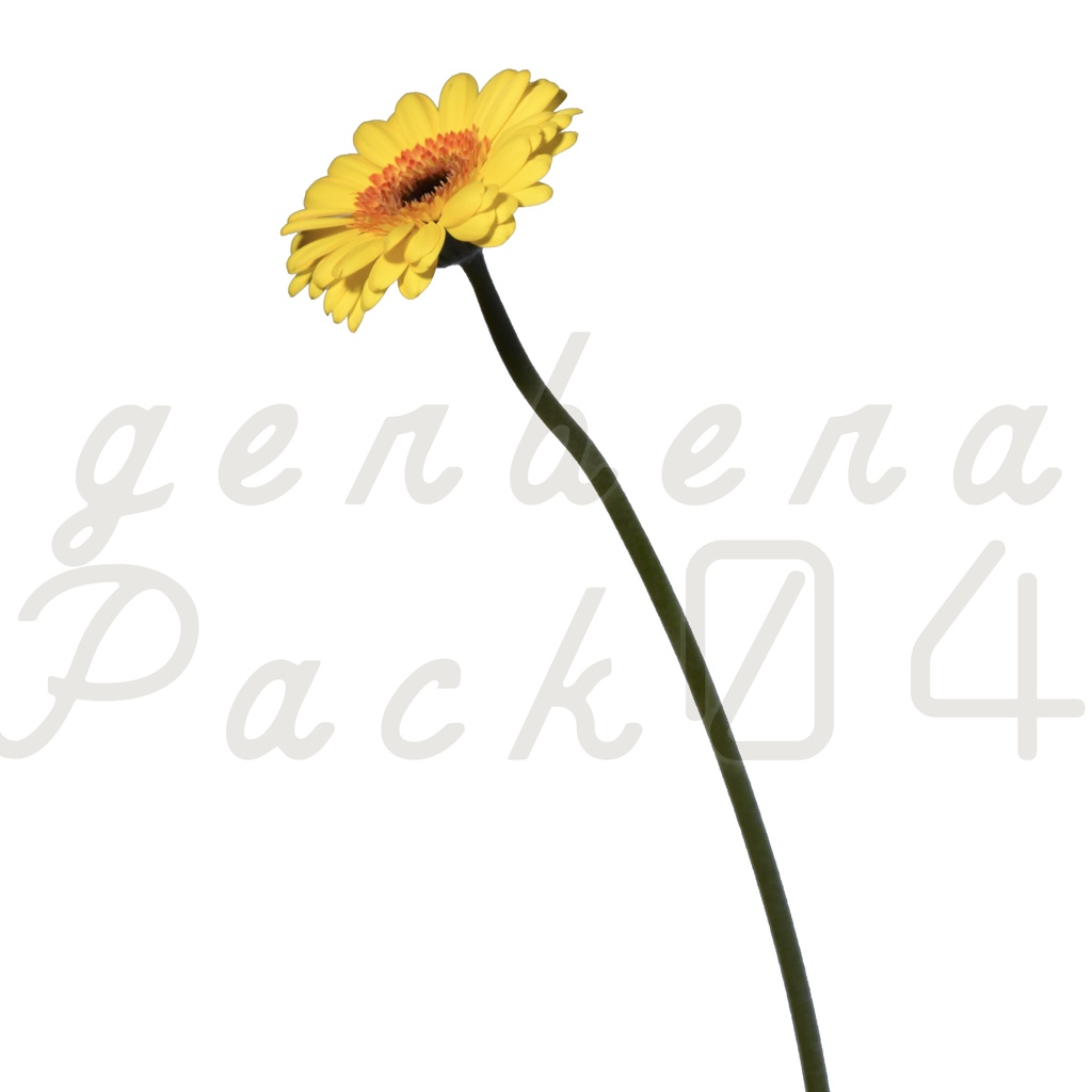 Gerbera Pack 04【黄色のガーベラ】