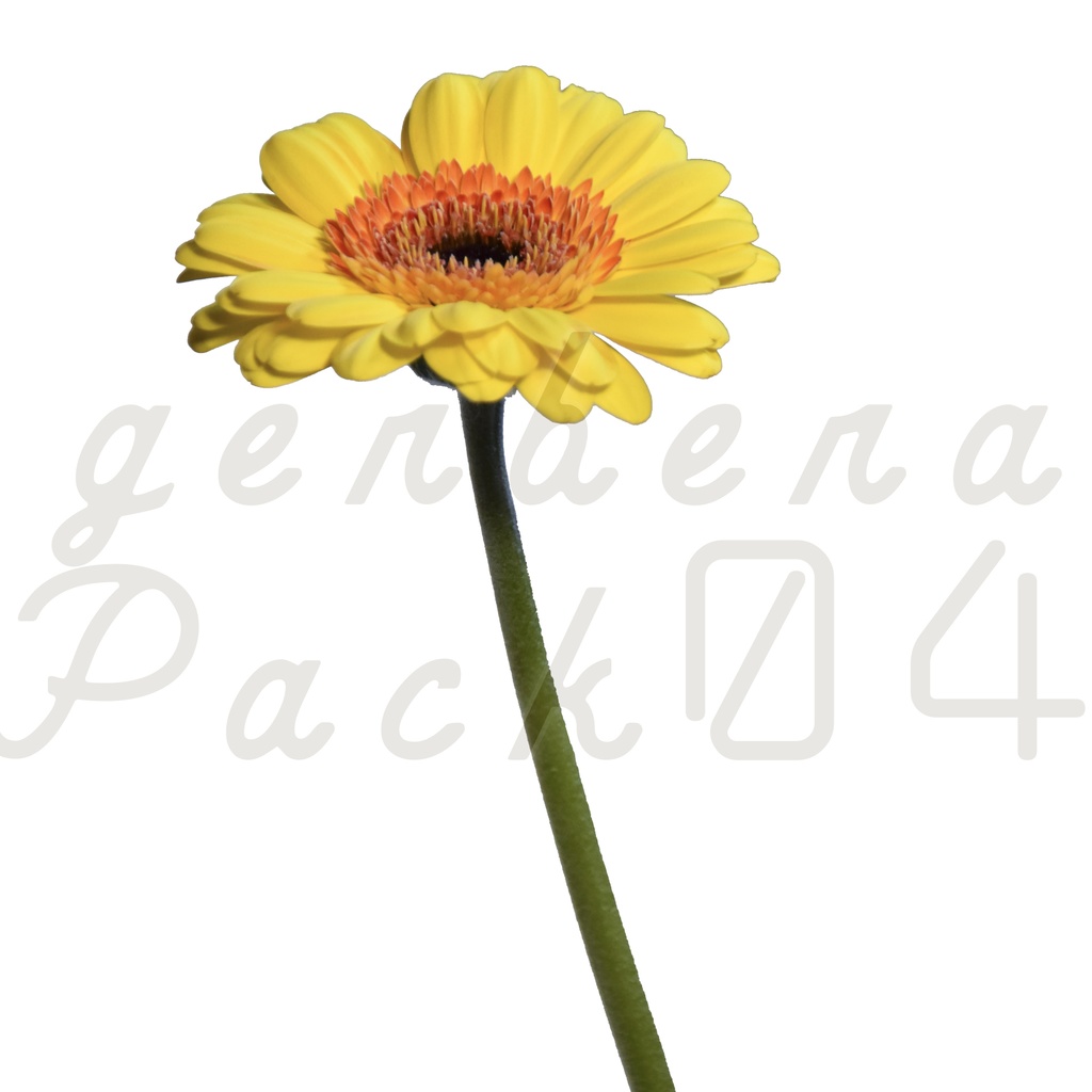 Gerbera Pack 04【黄色のガーベラ】