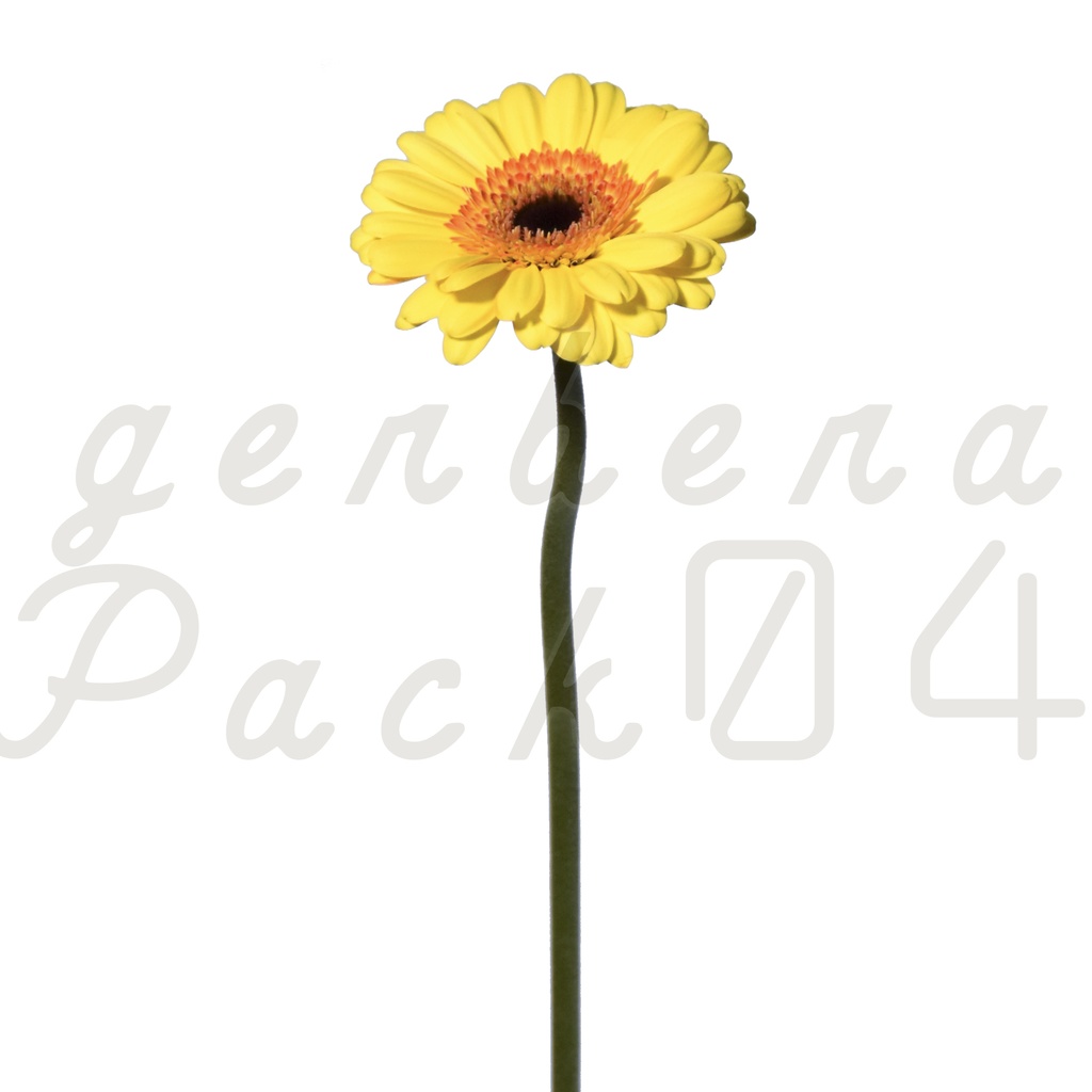 Gerbera Pack 04【黄色のガーベラ】