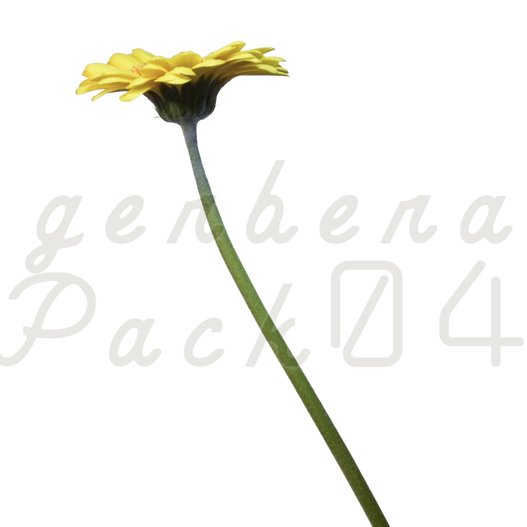 Gerbera Pack 04【黄色のガーベラ】