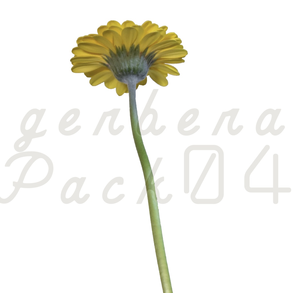 Gerbera Pack 04【黄色のガーベラ】