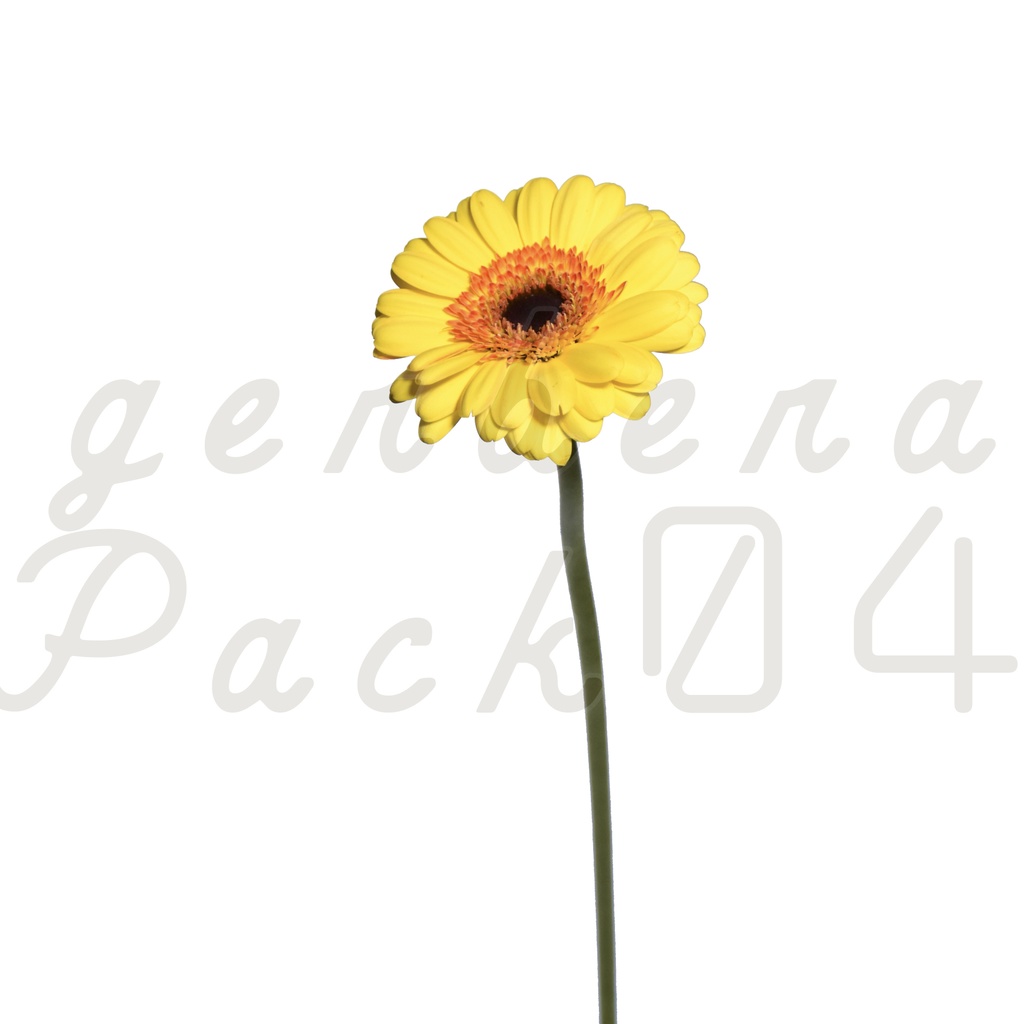 Gerbera Pack 04【黄色のガーベラ】