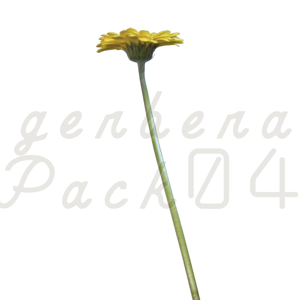 Gerbera Pack 04【黄色のガーベラ】