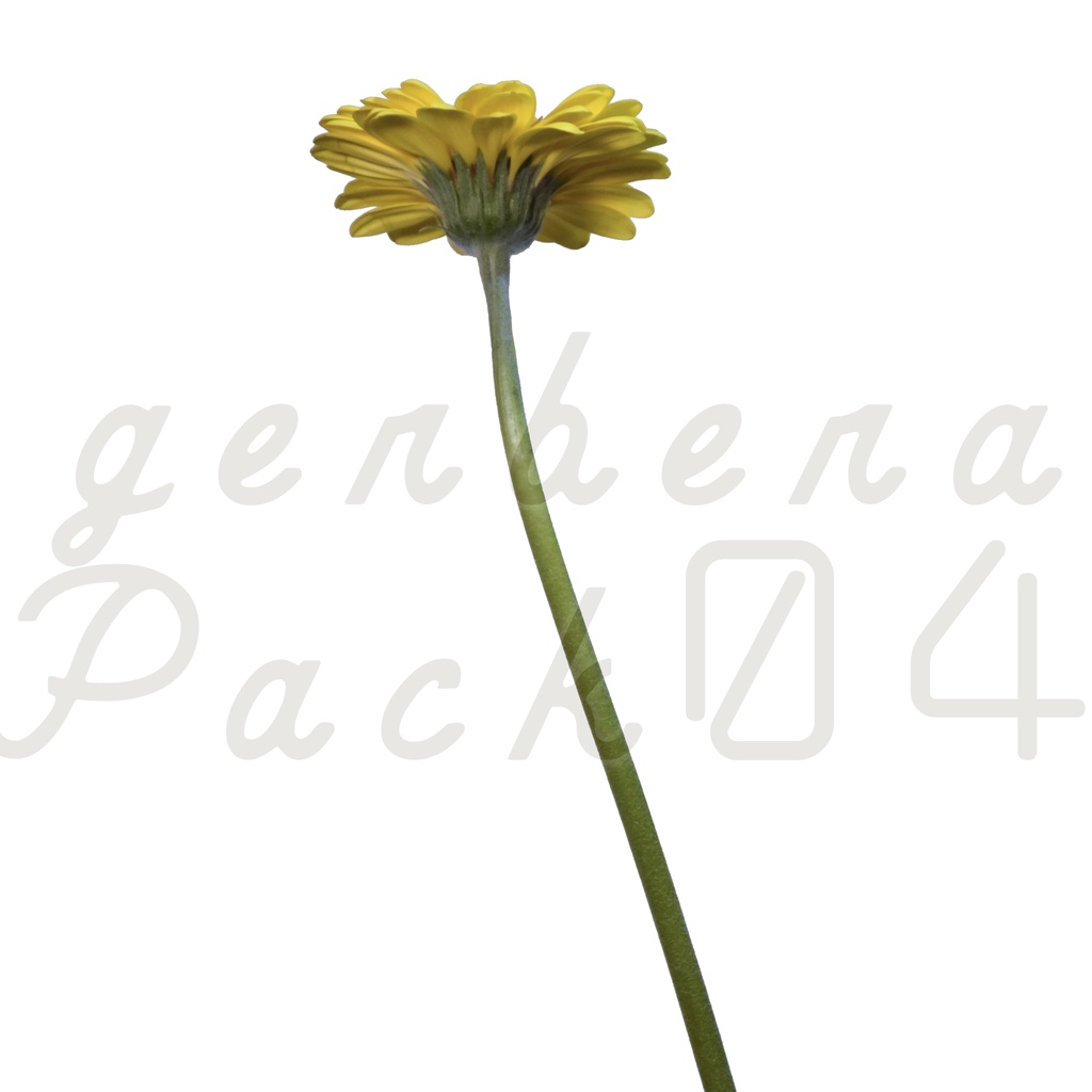 Gerbera Pack 04【黄色のガーベラ】