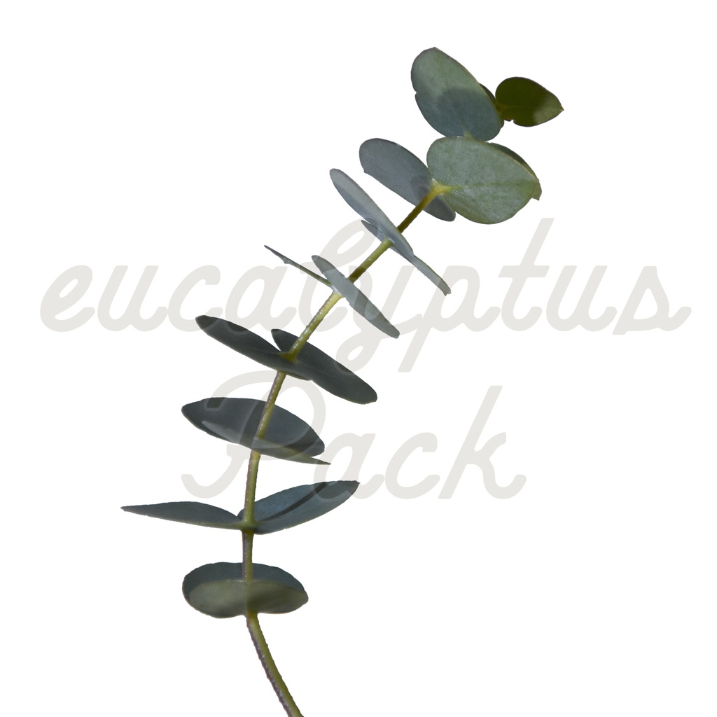 【ユーカリ】eucalyptus Pack【切り抜き素材】