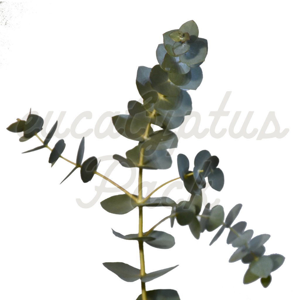 【ユーカリ】eucalyptus Pack【切り抜き素材】