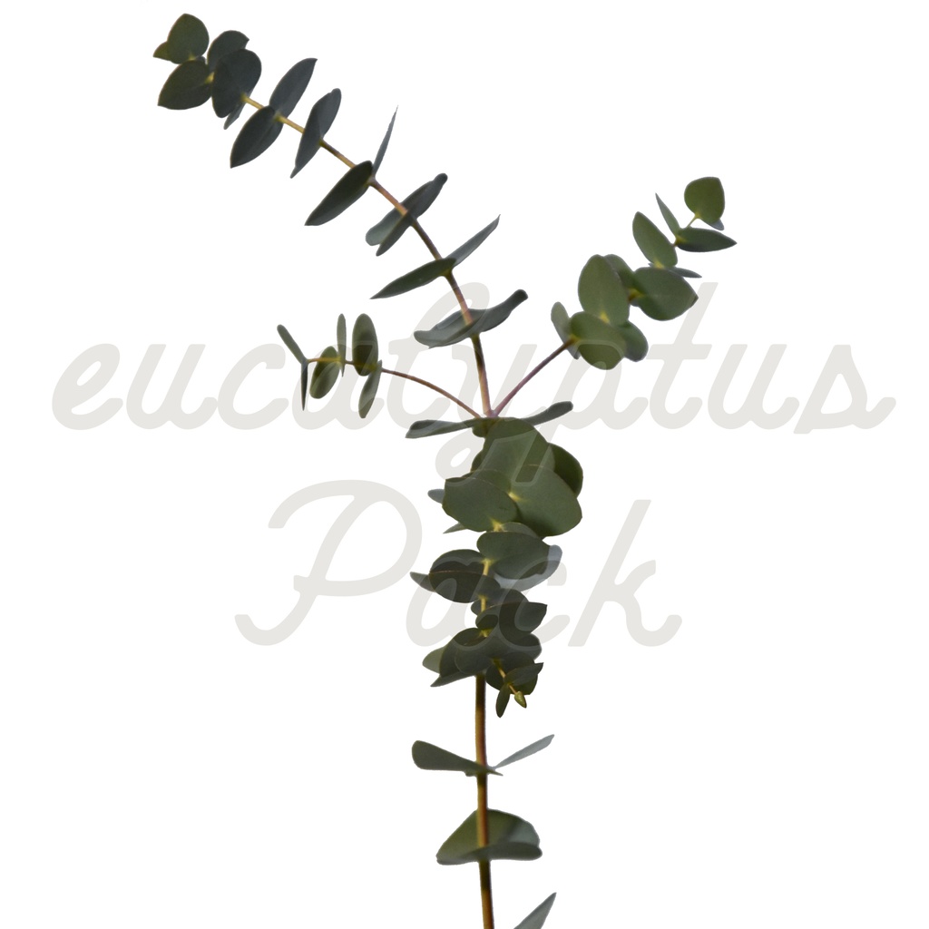 【ユーカリ】eucalyptus Pack【切り抜き素材】