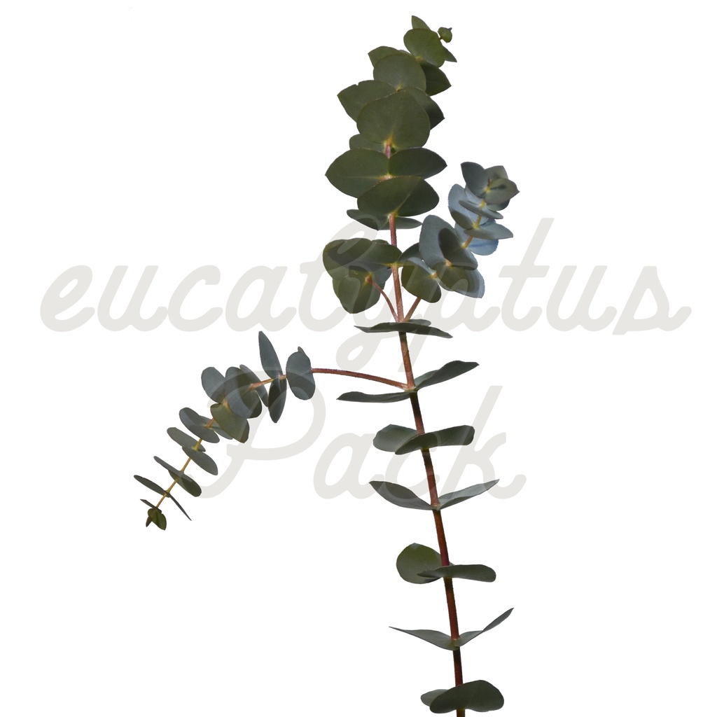【ユーカリ】eucalyptus Pack【切り抜き素材】