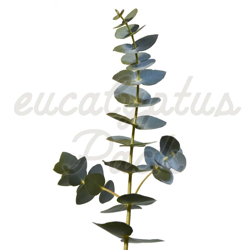 【ユーカリ】eucalyptus Pack【切り抜き素材】