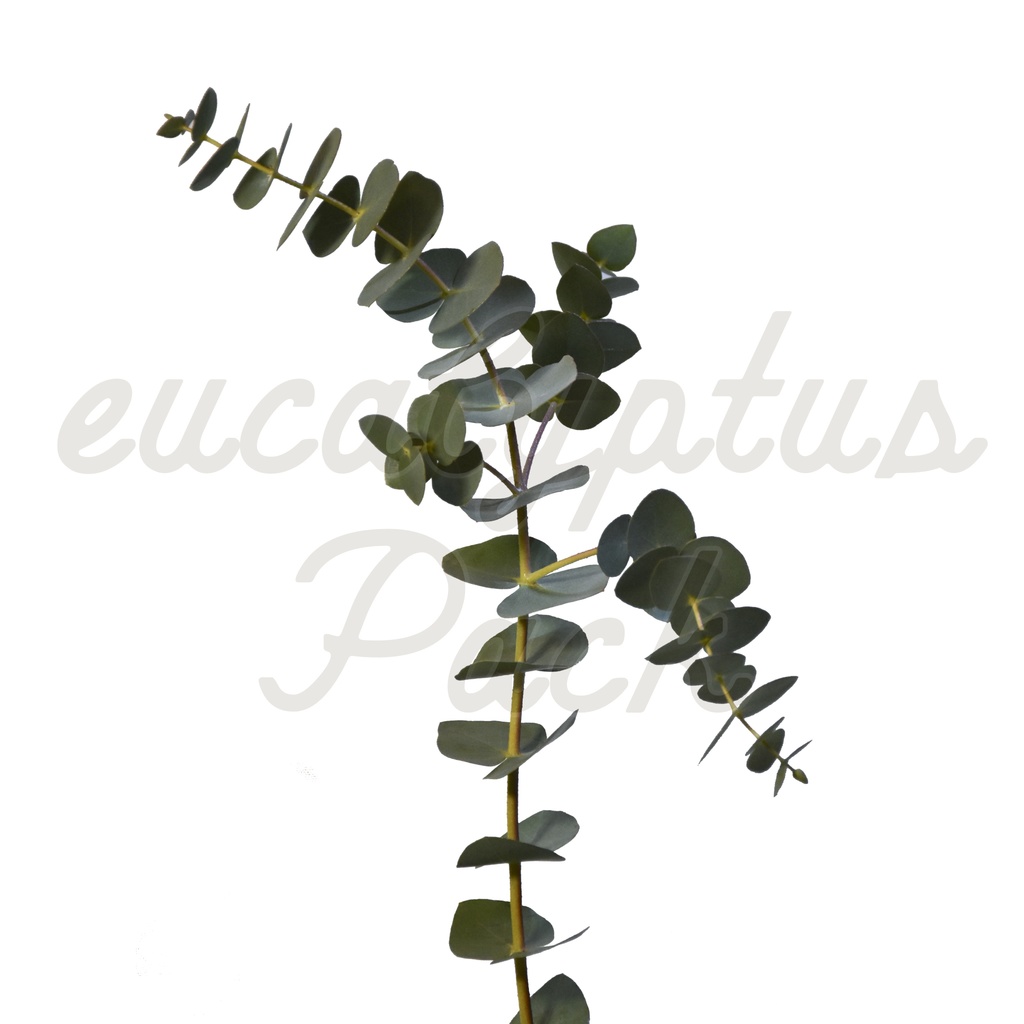 【ユーカリ】eucalyptus Pack【切り抜き素材】